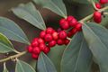 Ilex fargesii-2 Ostrokrzew